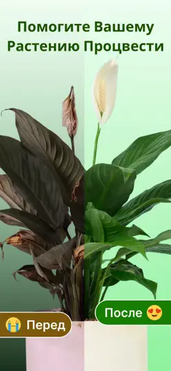 Скриншот PlantCheck: Определитель на iPhone 1