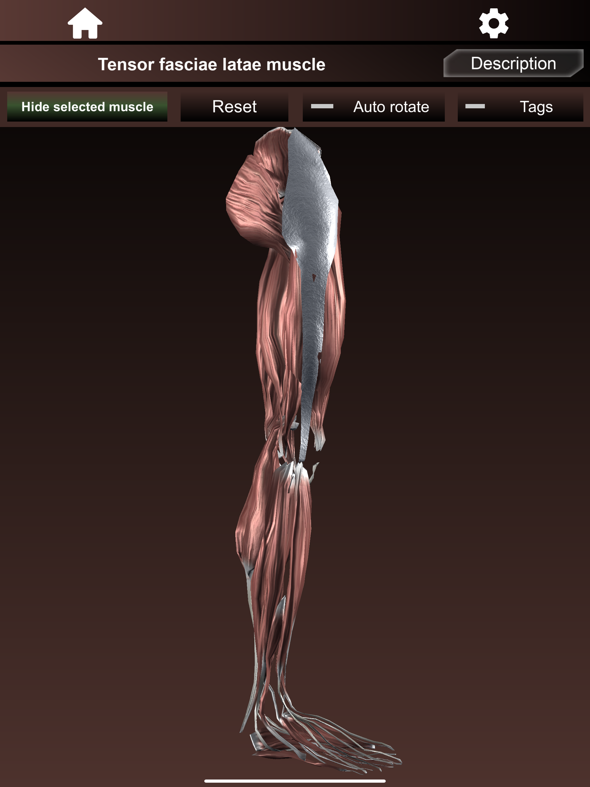 Muscular System 3D (anatomy)