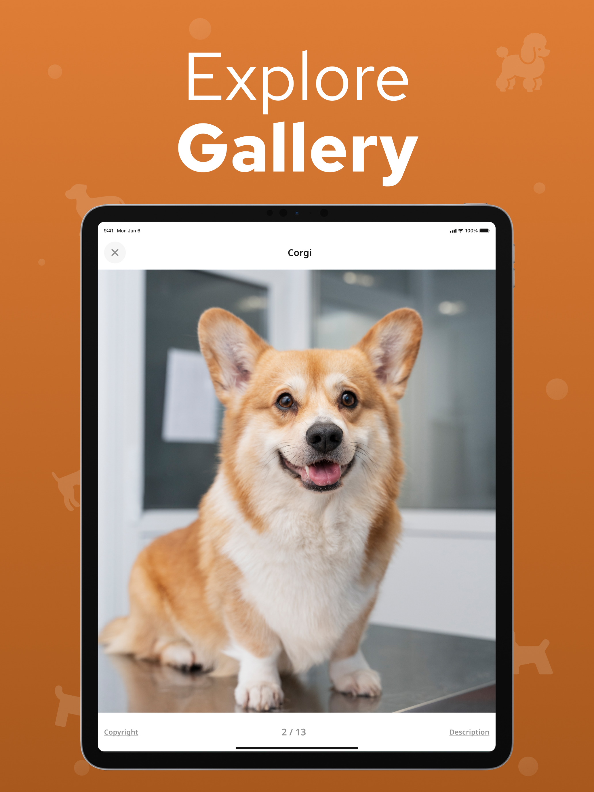 Dog Breed Identifier – Dogium