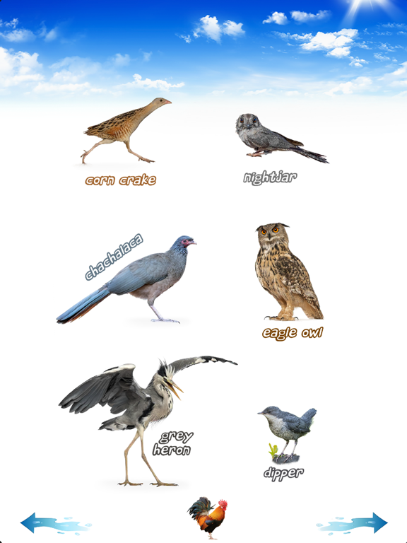 Amazing Bird Sounds iPad screenshot 5 - Entertainment app