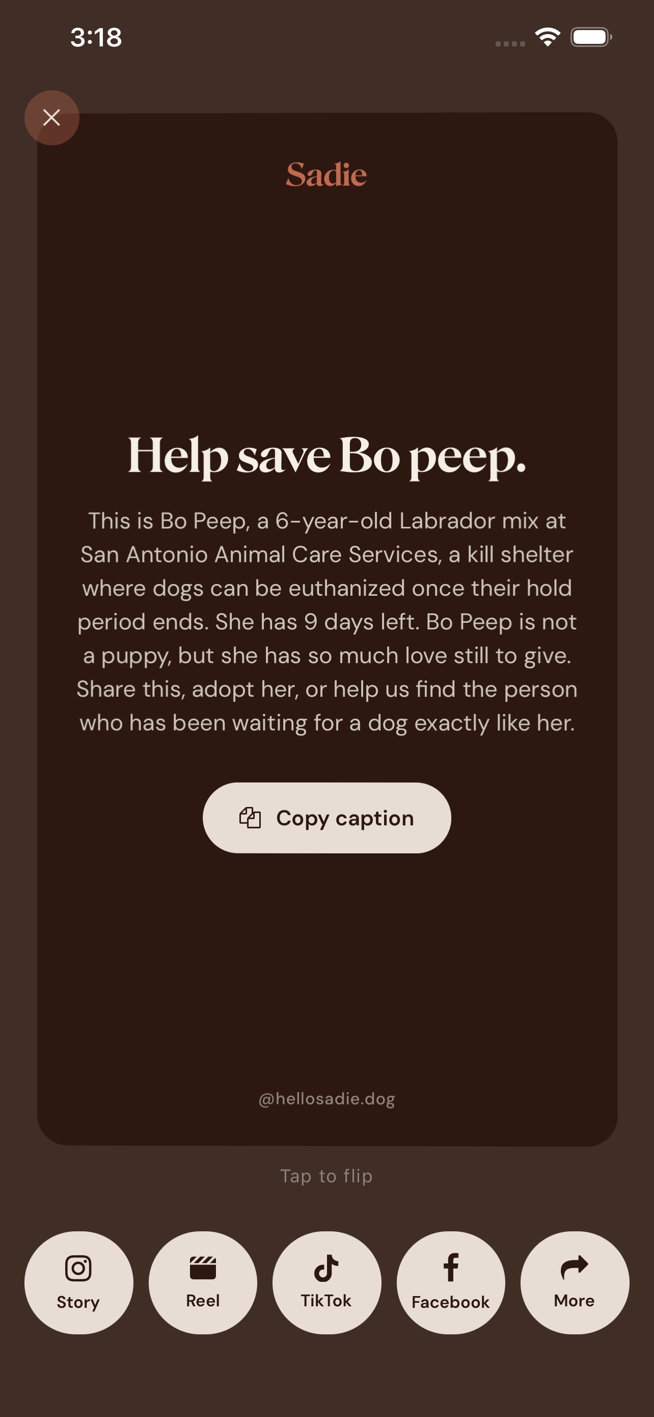 Sadie: Save Shelter Dogs screenshot 5