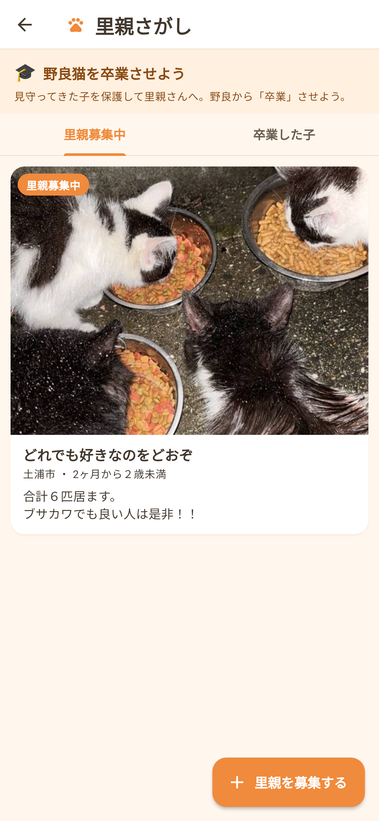 Oshinora: Cheer Cat Feeders screenshot 4