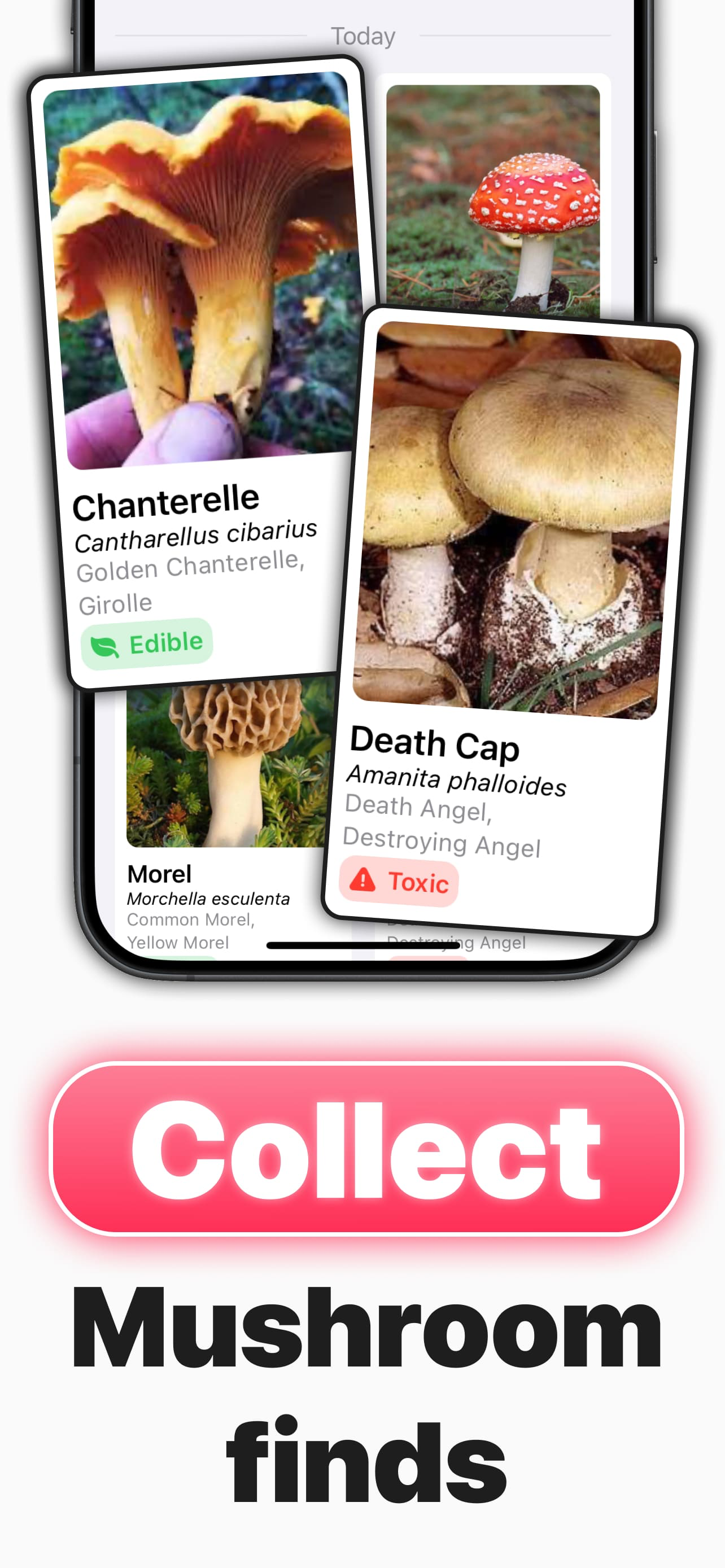 Mushroom Finder ° screenshot 3