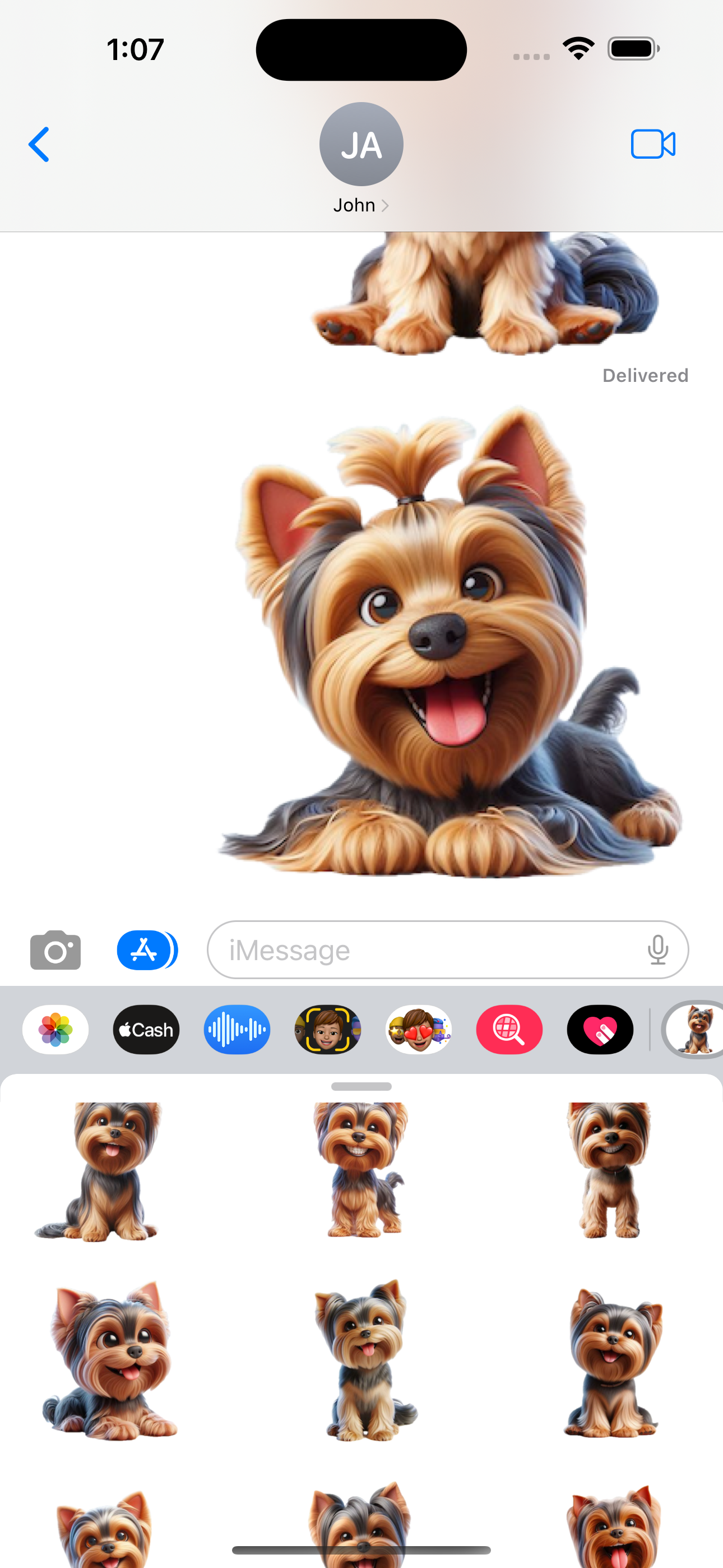 Happy Yorkshire Terrier