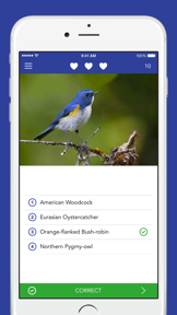iKnow Birds LITE screenshot