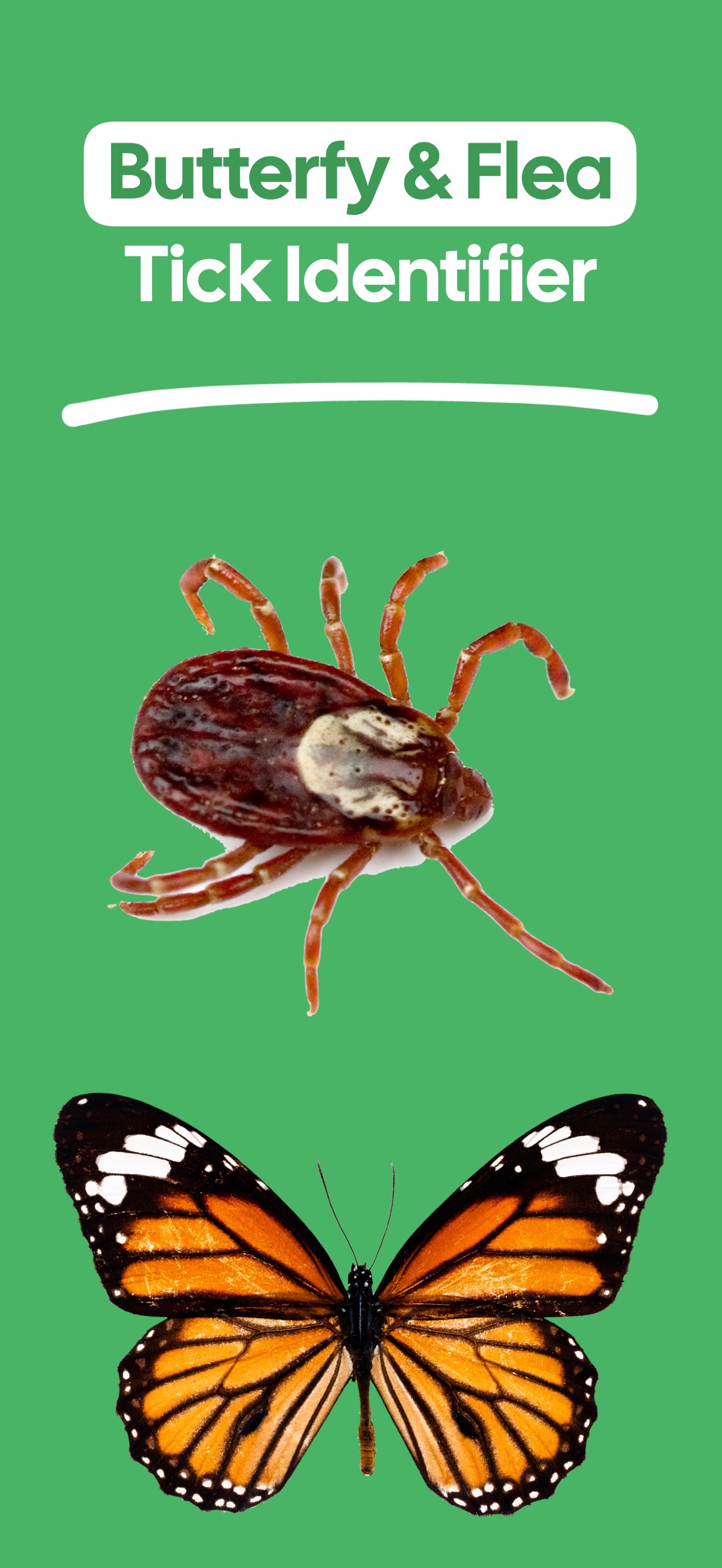 Screenshot 5 of Insect Identifier uk-Butterfly
