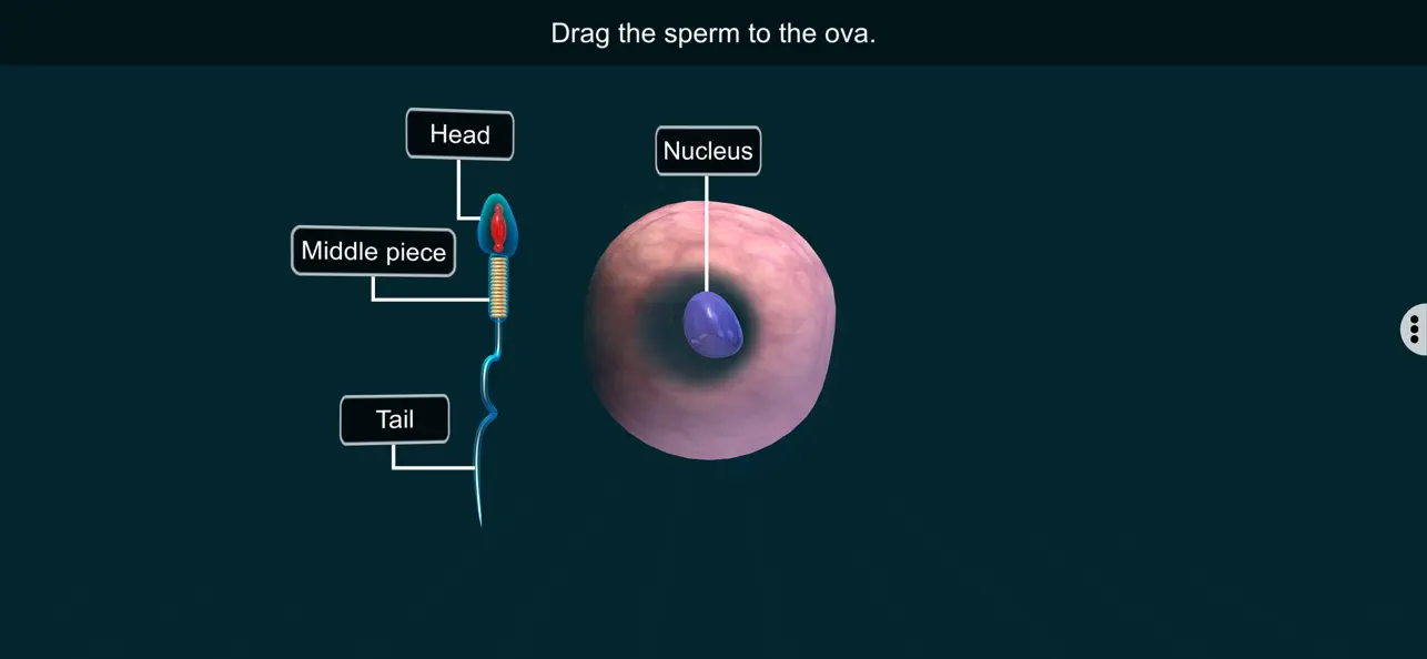 Screenshot #2 pour Fertilisation - EduTech Era