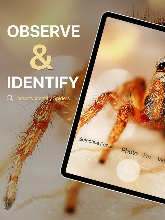 Spiders Identifier by Photo ID
