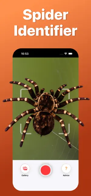 Spider Identifier: Scan AI screenshot 1