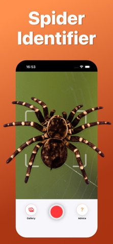 Spider Identifier: Scan AI Screenshot 1 of 5