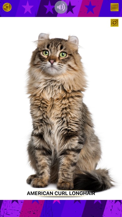 Cat Show 360
