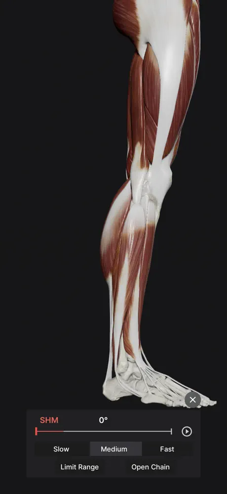 Knee Biomechanics screenshot 4