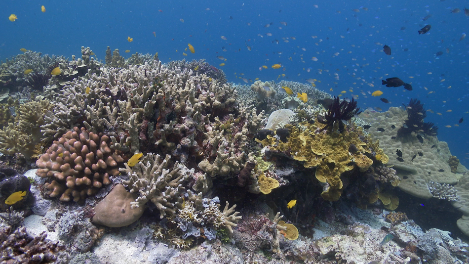 #3. Aquarium by Magic Window (iOS) Podle: Jetson Creative LLC