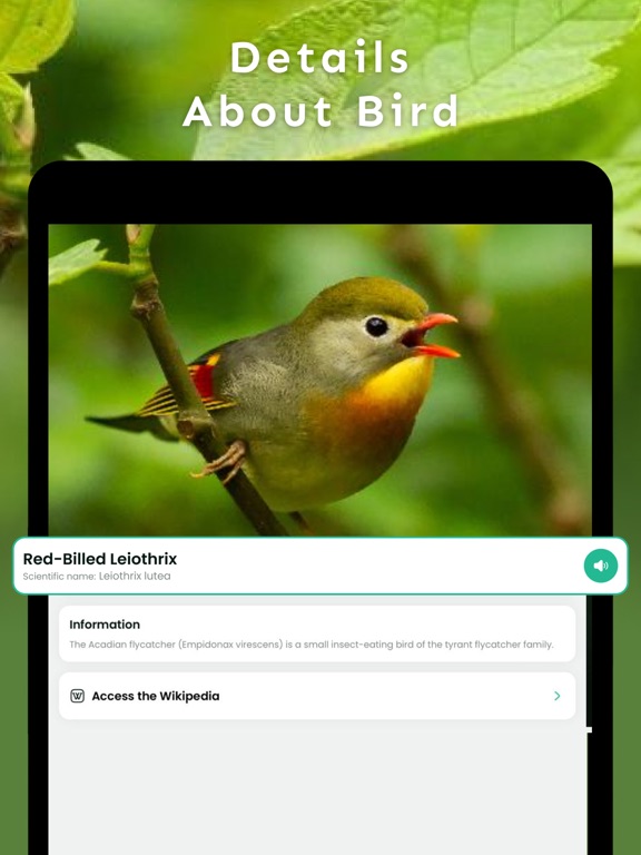 Screenshot #6 pour Bird Sounds Identifier Song ID