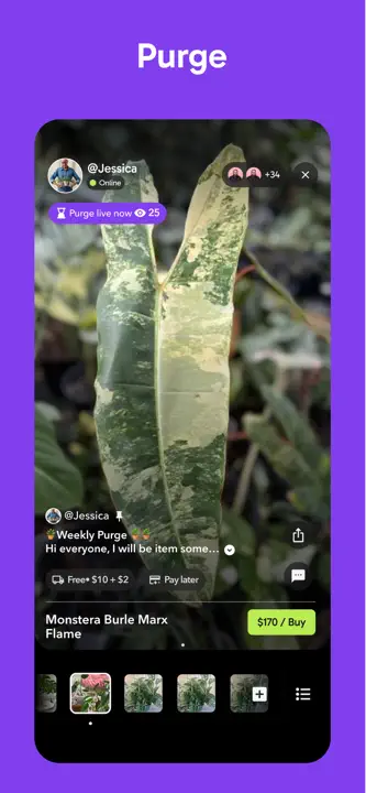Palmstreet: Screenshot 4 von 5