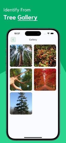 Tree Identifier - TI screenshot