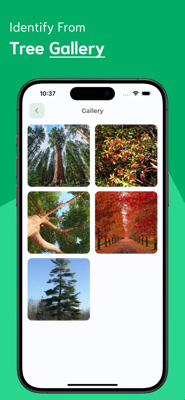 #6. Tree Identifier - TI (iOS) Ved: Ankur Dhameliya