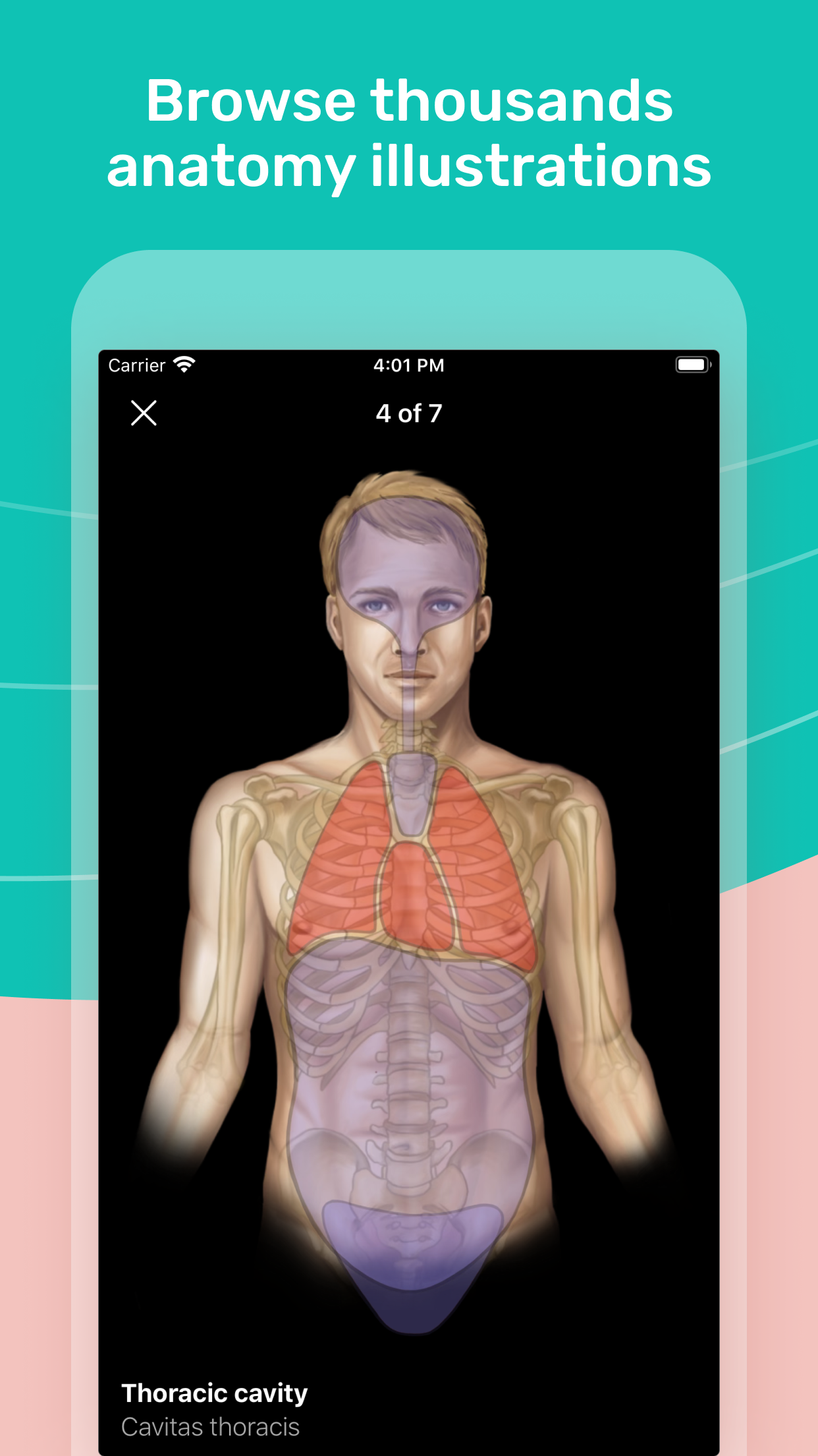 Easy Anatomy 3D screenshot 2