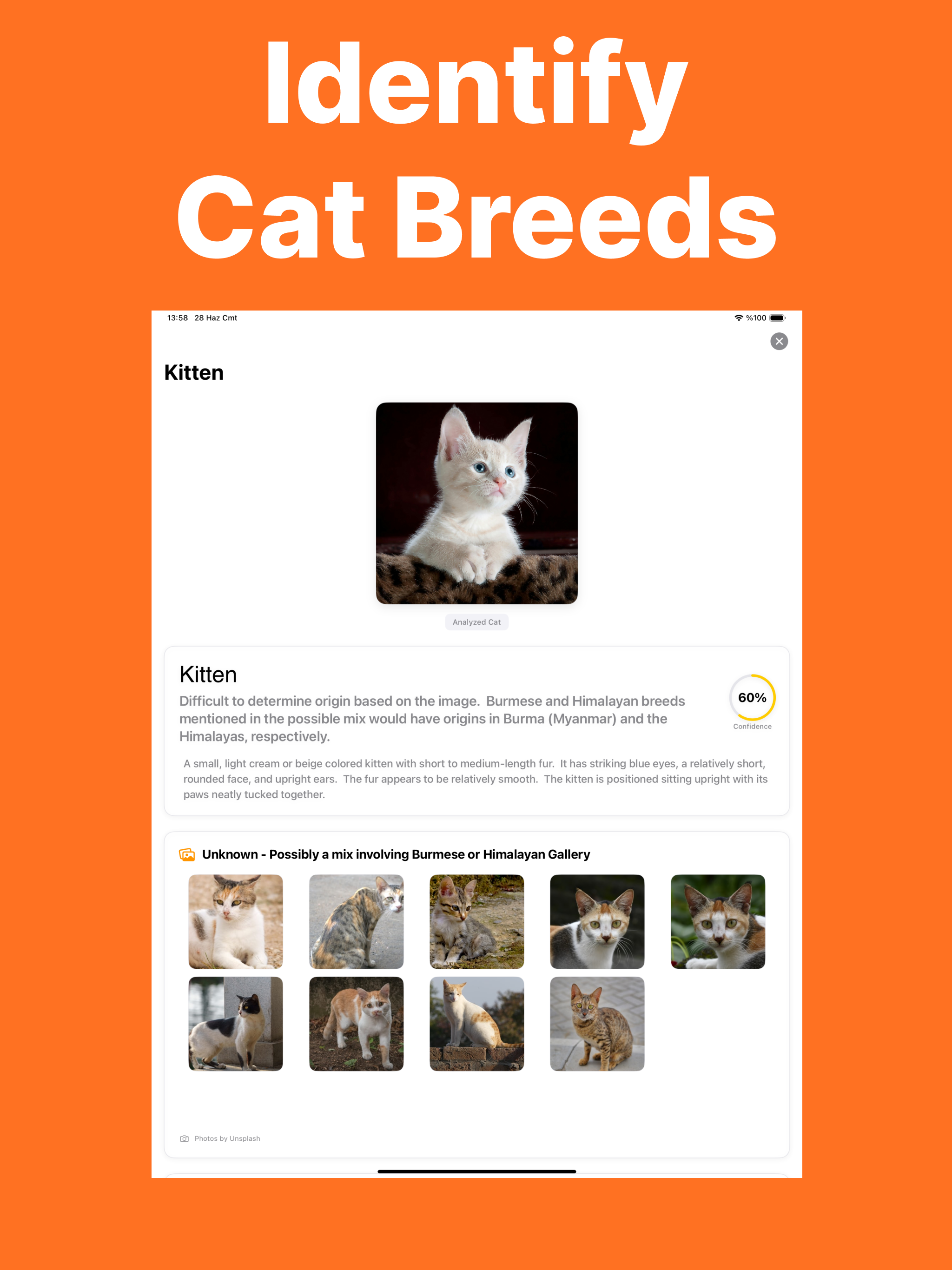 Cat Breed Identifier - Caty