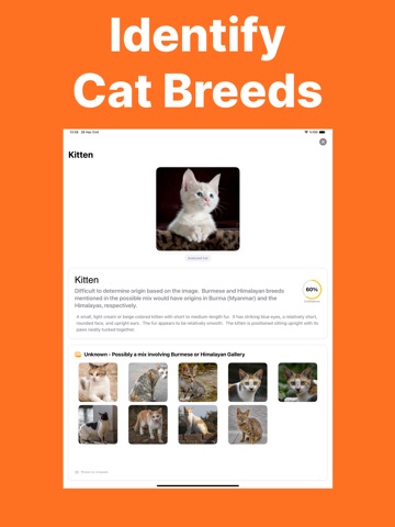 Cat Breed Identifier - Caty iPad screenshot