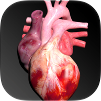Circulatory System 3D Anatomy