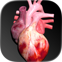 Circulatory System 3D Anatomy
