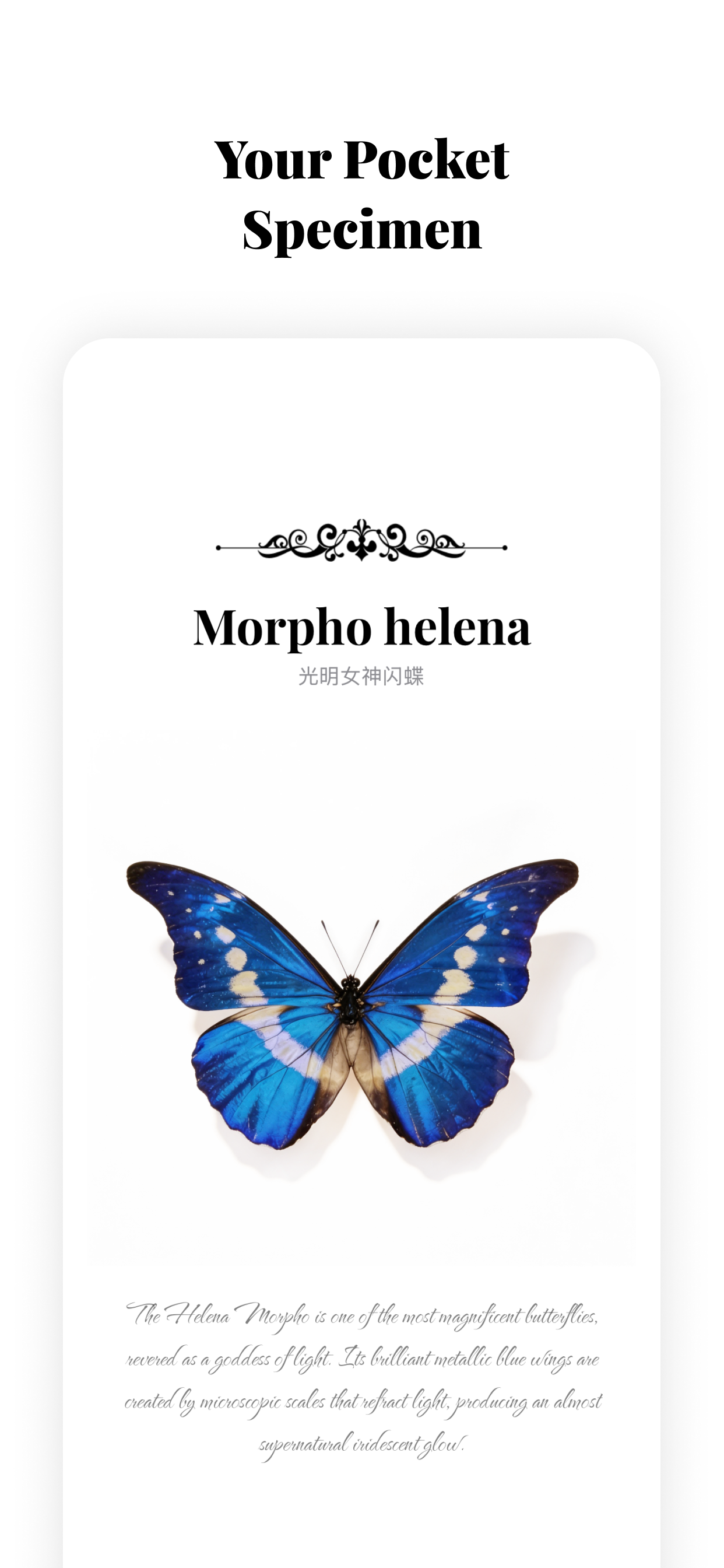 Butterfly-Butterfly Museum