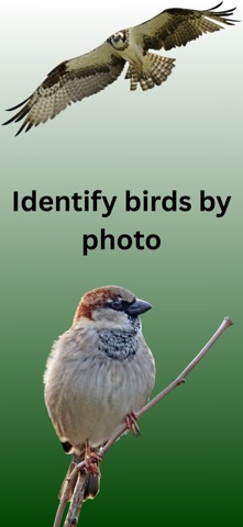 Bird Identifier: AI screenshot