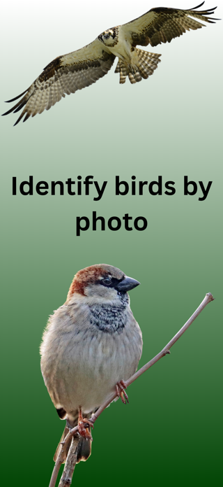 Bird Identifier: AI Screenshot 1 of 6