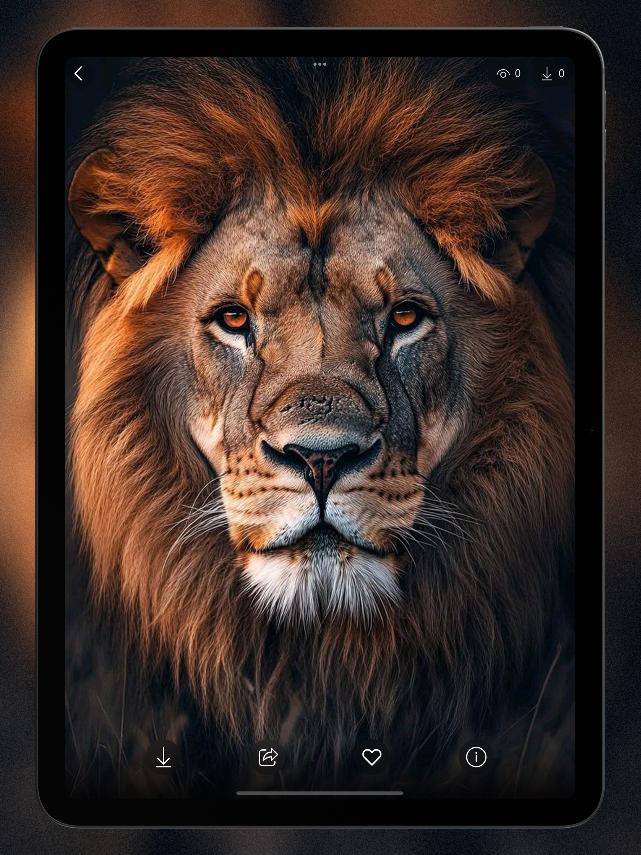 Lion Wallpapers 4K | HD screenshot 16