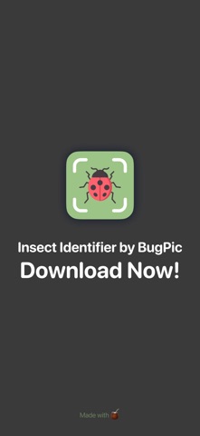 Insect Bug Identifier | BugPic screenshot