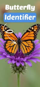 Butterfly Identifier - Paply screenshot