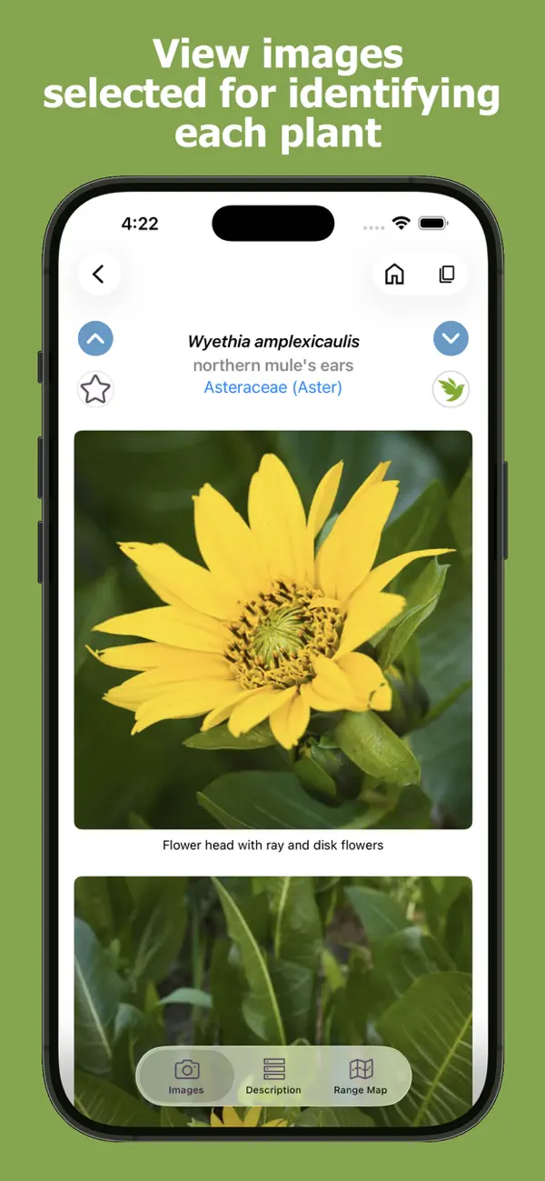 Screenshot #3 pour Washington Wildflowers