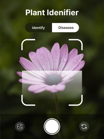 Plant Identifier: PlantInfo AI iPad screenshot