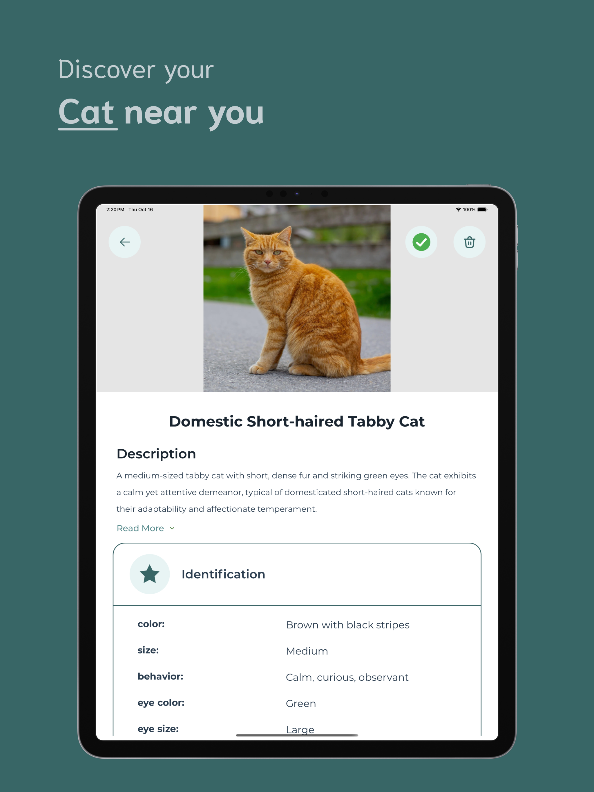 Cat Identifier - CI