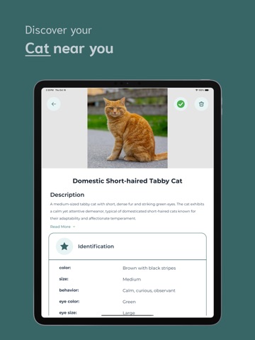Cat Identifier - CI iPad screenshot