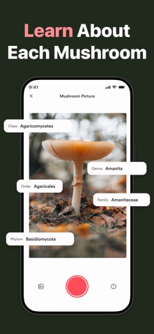 Picture Mushroom ID - Fungi ID screenshot