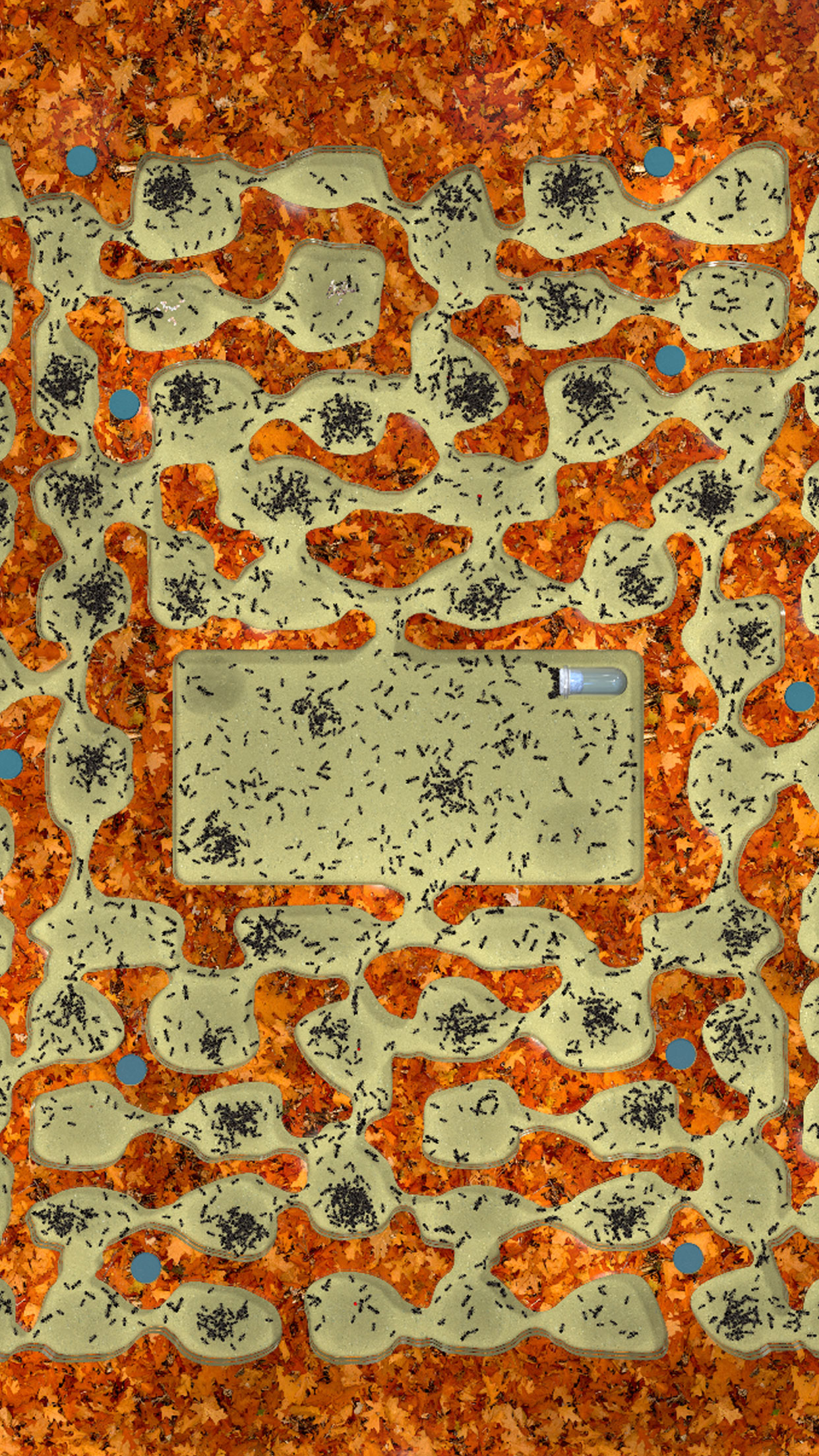 Ant Farm Simulator