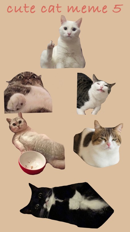 Cute Cat Meme 5