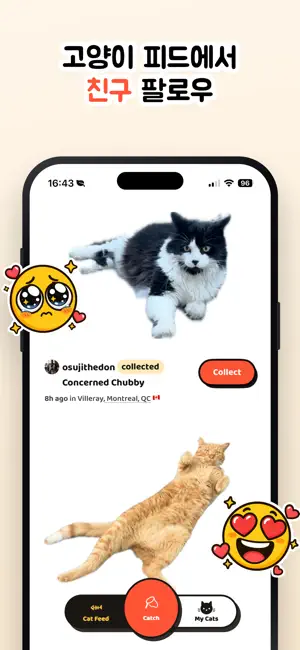 Cat Collector: 진짜 고양이 iPhone screenshot 6