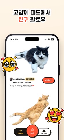 Cat Collector: 진짜 고양이 iPhone screenshot 6