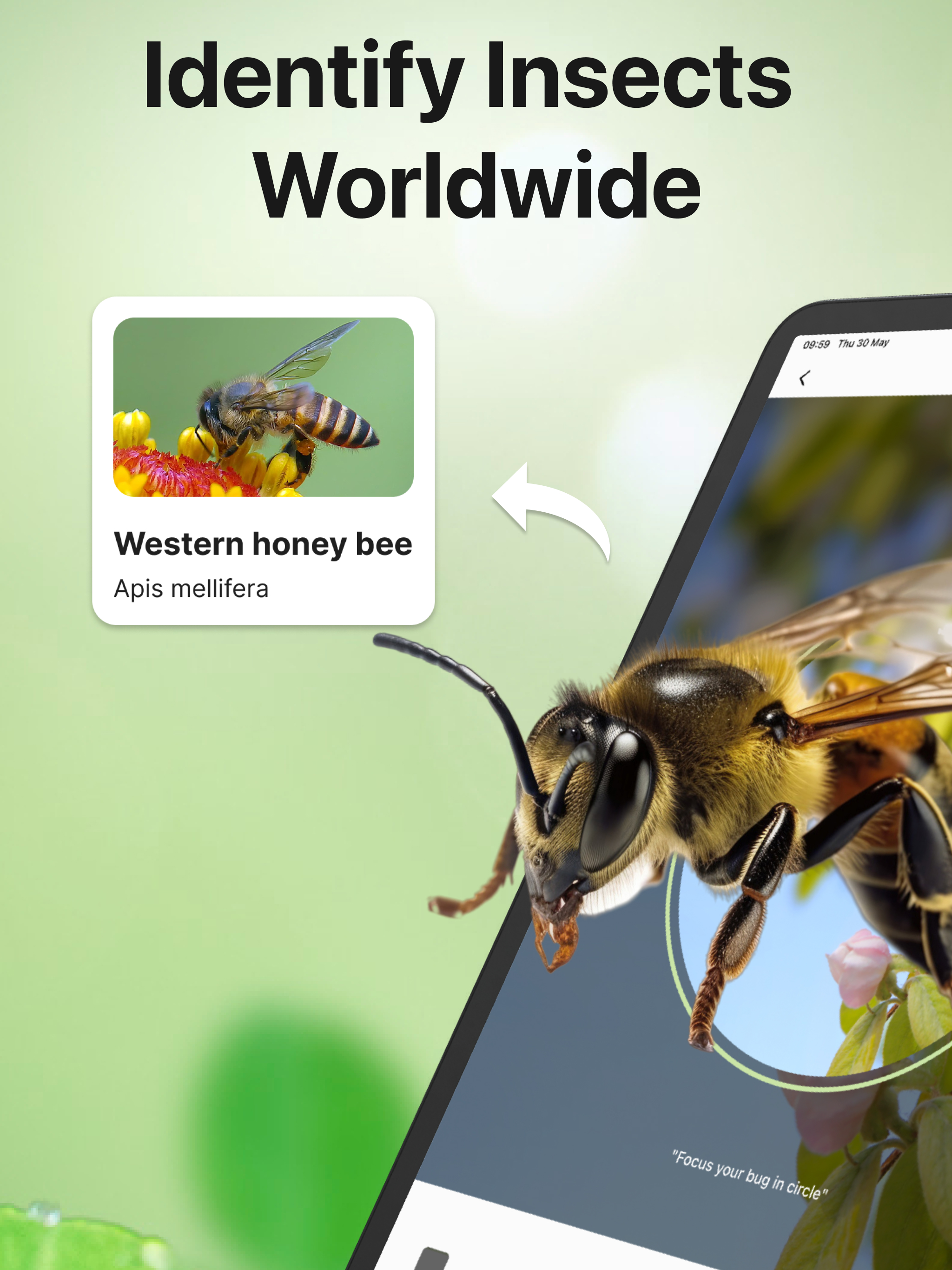 Bug Sound Identifier Insect ID