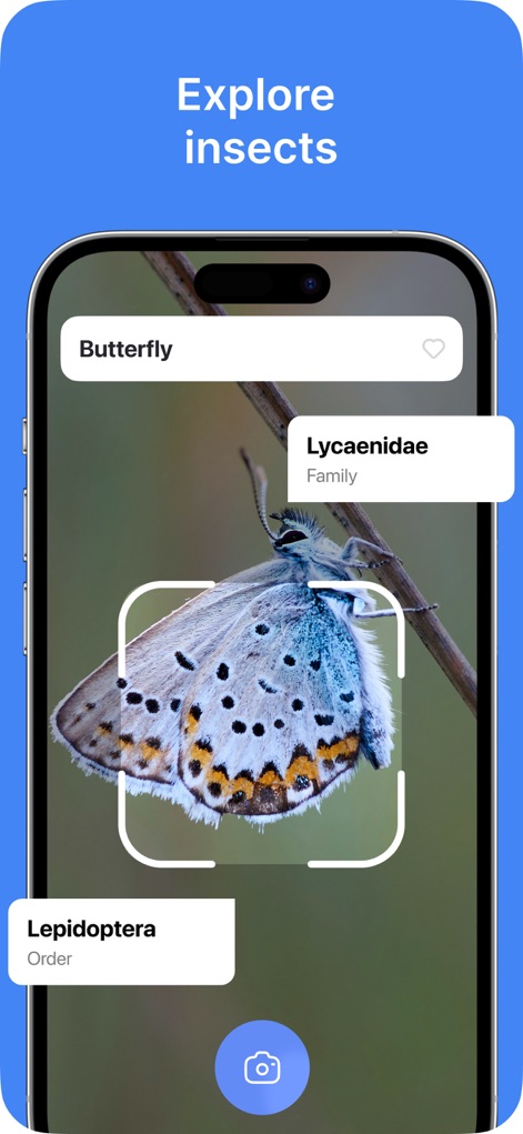 Lens Photo Scan・Identifier All - L'applicazione fornisce dettagli sugli insetti, mostrando la famiglia (Lycaenidae) e l'ordine (Lepidoptera) di una farfalla scansionata.