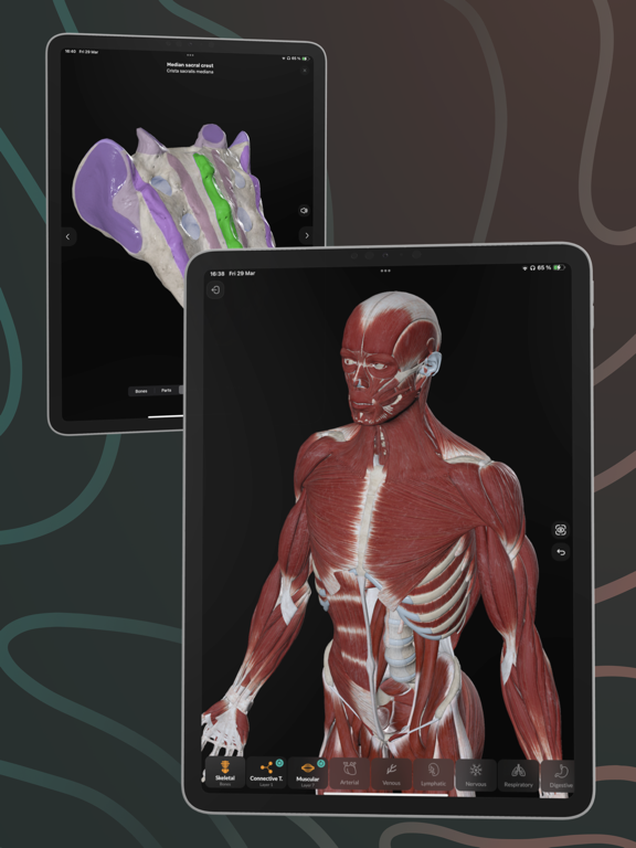 Screenshot #5 pour Easy Anatomy 3D