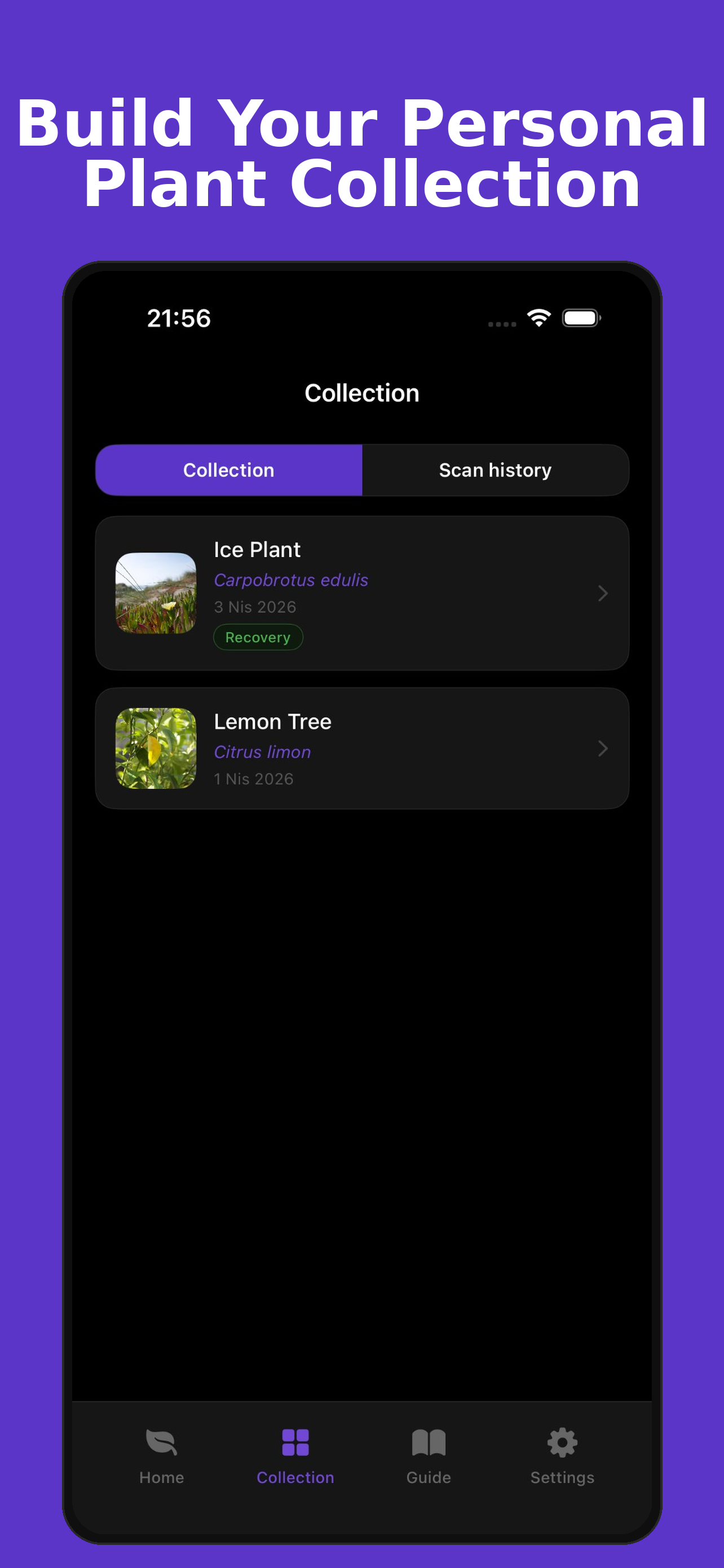 Morva: Plant Care & Identify