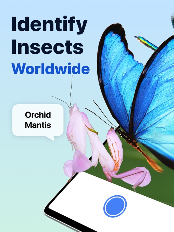 Screenshot #1 for Picture Insect: Bug Identifier