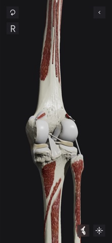 Knee Biomechanics screenshot