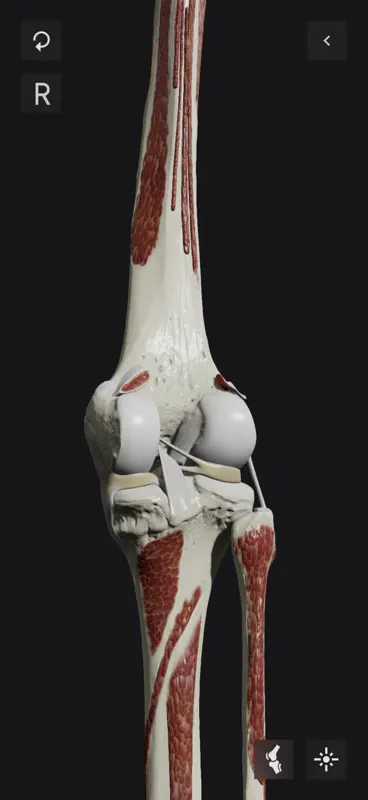 Knee Biomechanics screenshot 1 of 10