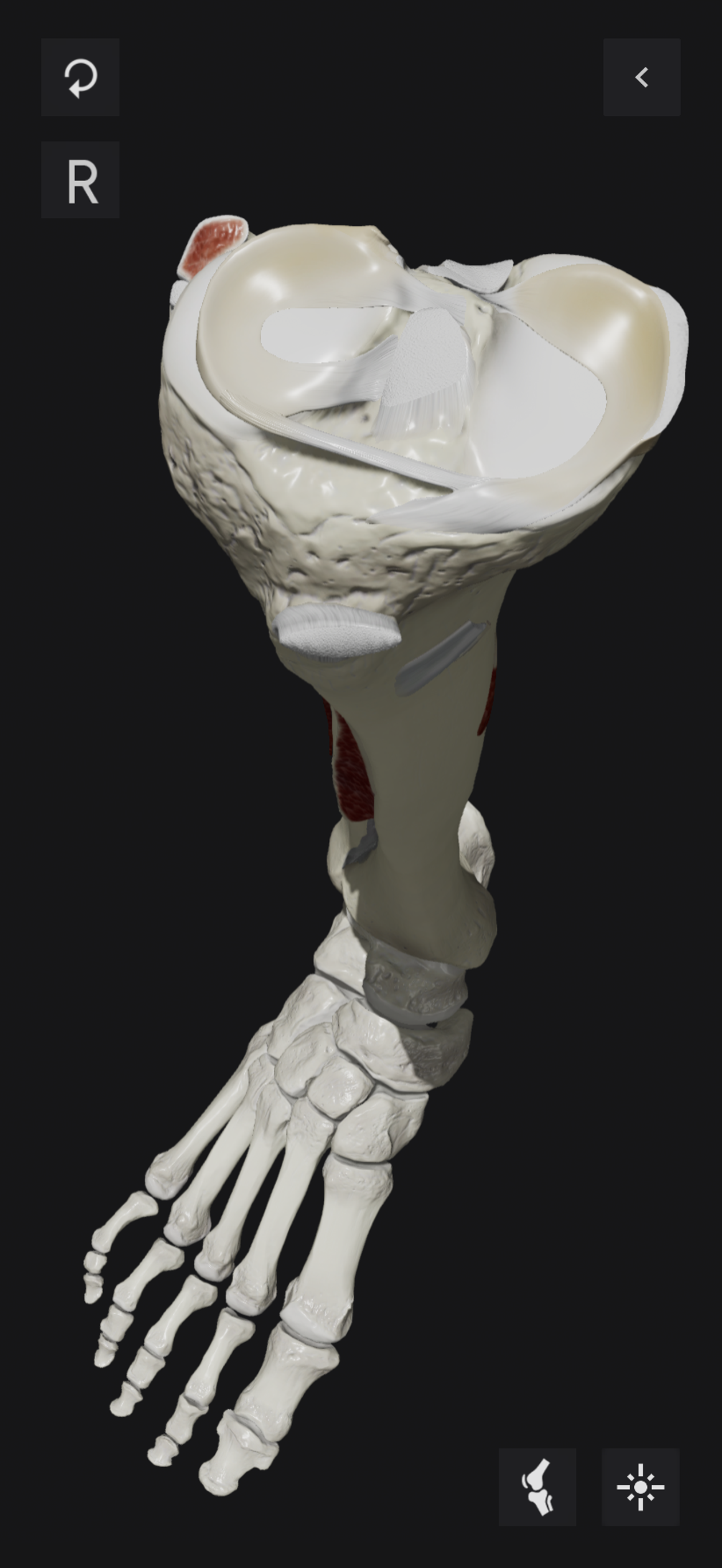 Knee Biomechanics