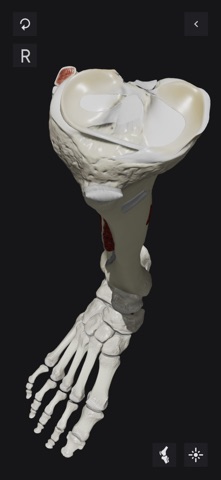 Knee Biomechanics screenshot